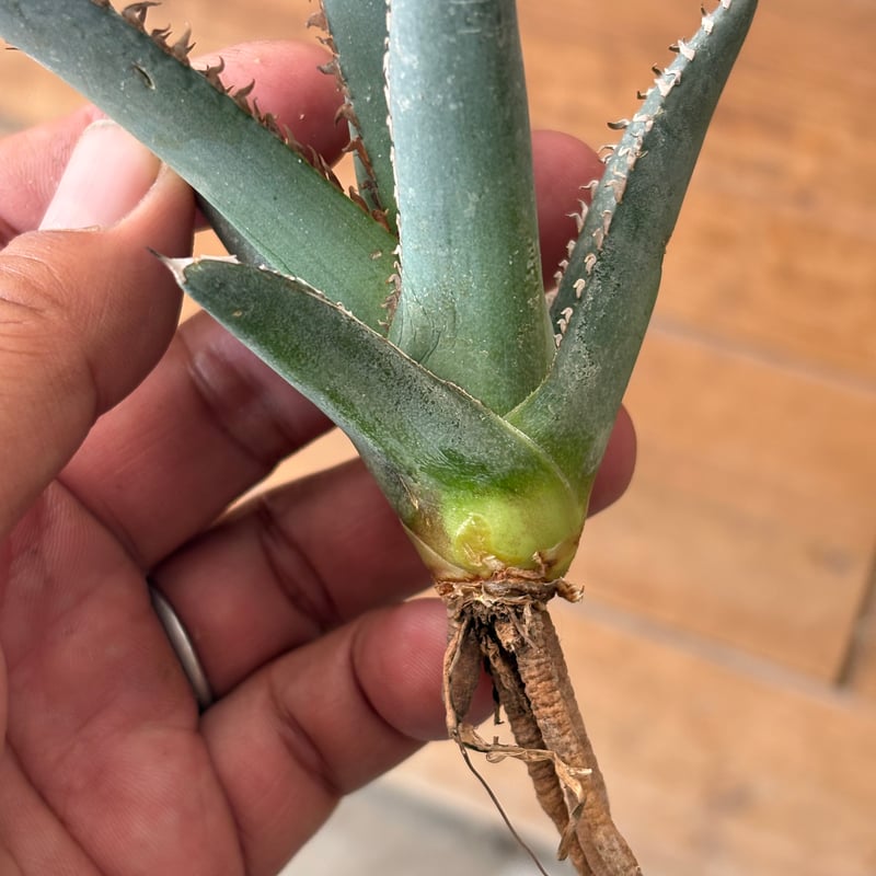 Agave WhiteFang | 河野園芸