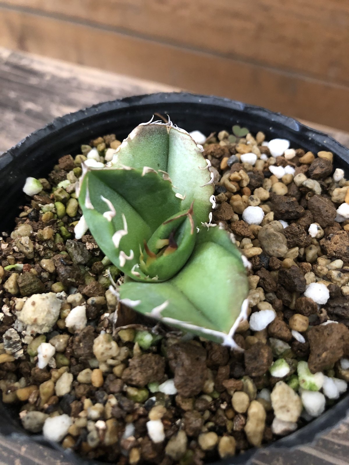 アガベ チタノタ CG-02 aka.COK アガベ チタノタ COK aka CG01 | GREEN