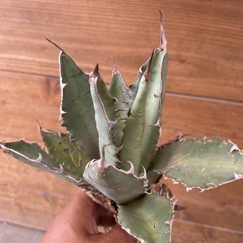 Agave oteroi from Oaxaca | 河野園芸 Agave oteroi from Oaxaca | 河野園芸