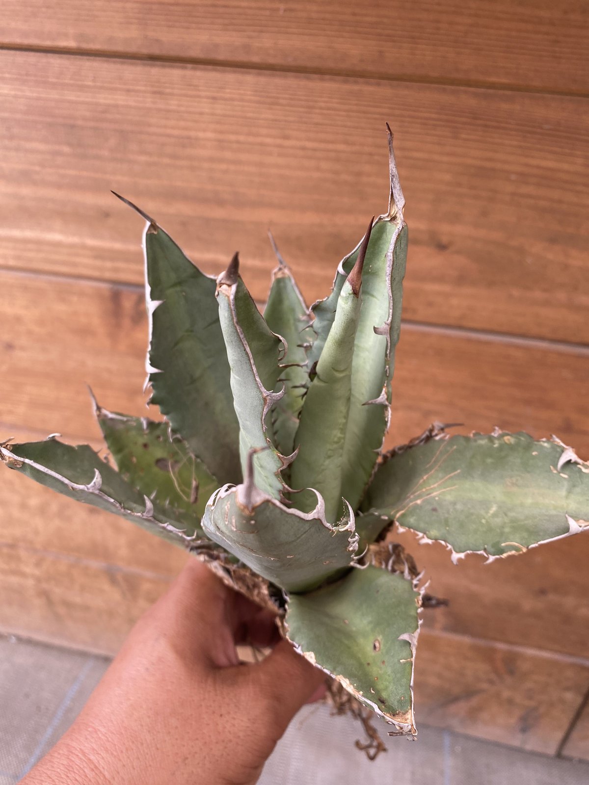 Agave oteroi from Oaxaca | 河野園芸