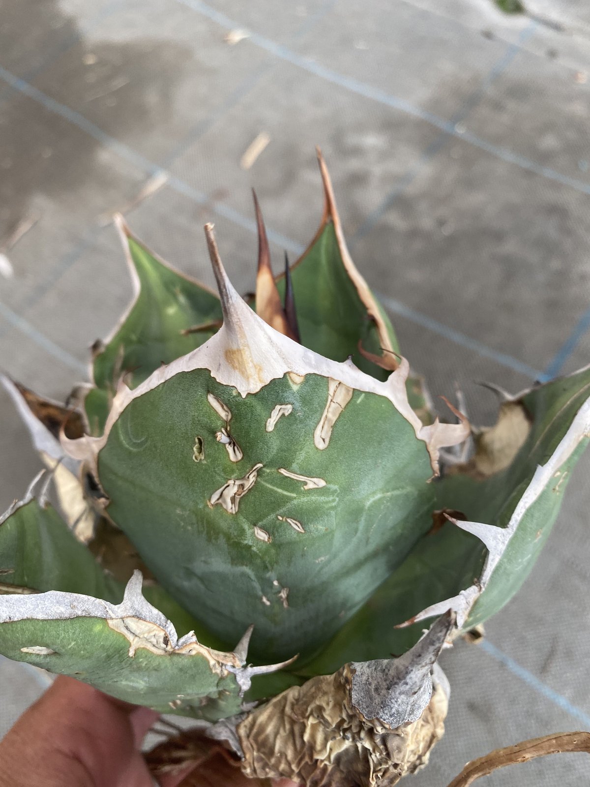 Agave oteroi Oaxaca | 河野園芸 Agave oteroi Oaxaca | 河野園芸