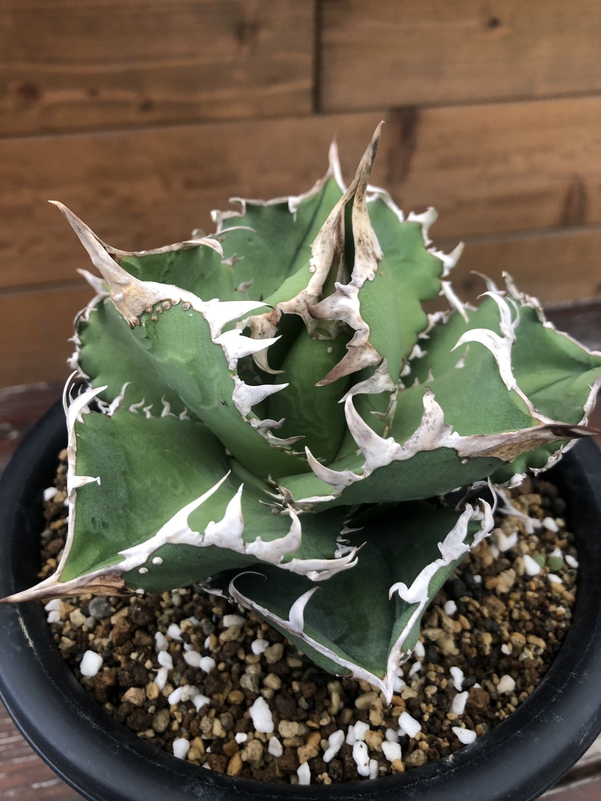 14 Agave titanota CG-2 アガベ チタノタ /CACTUS GREEN - 観葉植物