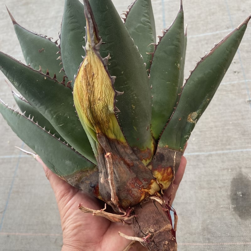 Agave shawii | 河野園芸 Agave shawii | 河野園芸