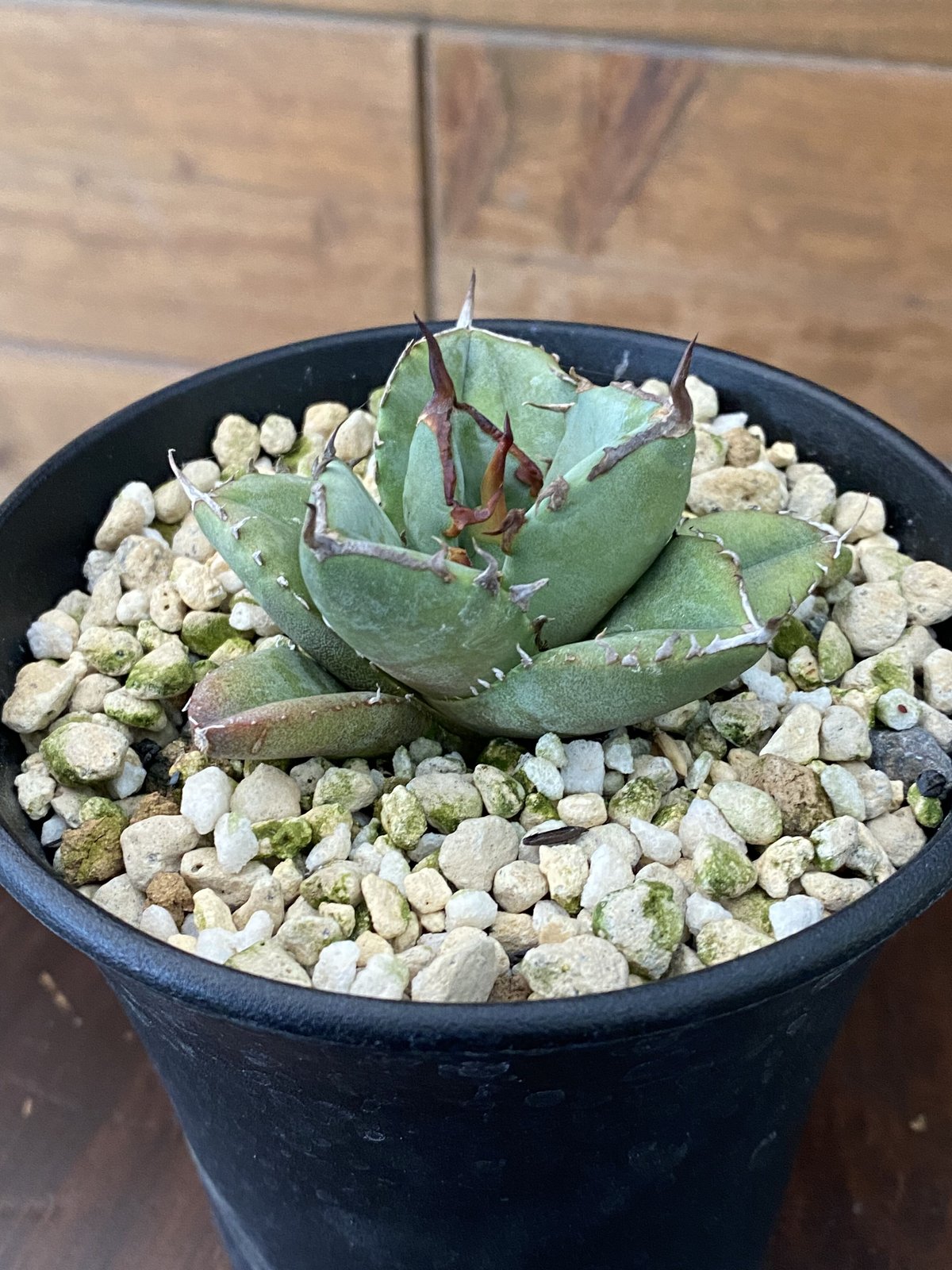 Agave FO-076 compacta | 河野園芸 Agave FO-076 compacta | 河野園芸