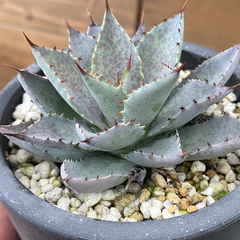 Hybrid 甲蟹x血雨 (isthmensis x bloodspot) | 河野園芸 Hybrid 甲蟹x血雨 (isthmensis x bloodspot) | 河野園芸