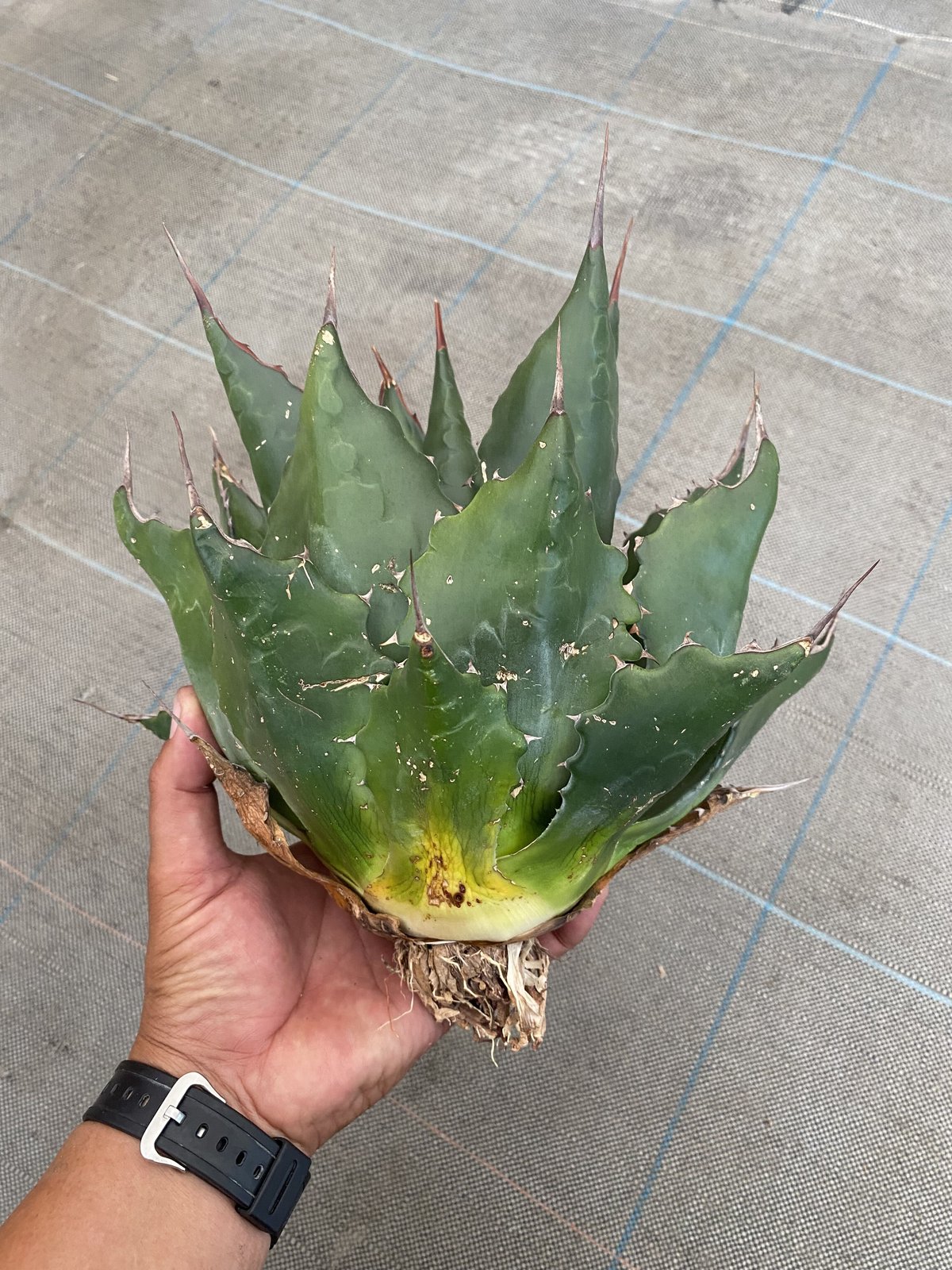 Agave montana 'Lime Flash' 209(Romabio Venetian Glaze) Agave montana 'Lime Flash' 209(Romabio Venetian Glaze)