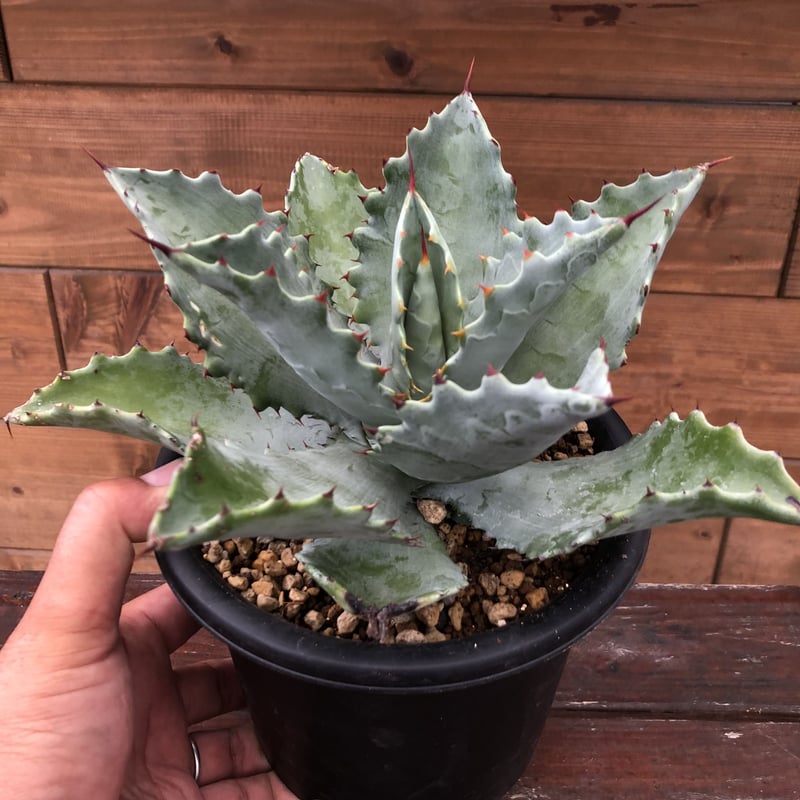 Agave KristPot (kristenii x potatorum) hybrid |