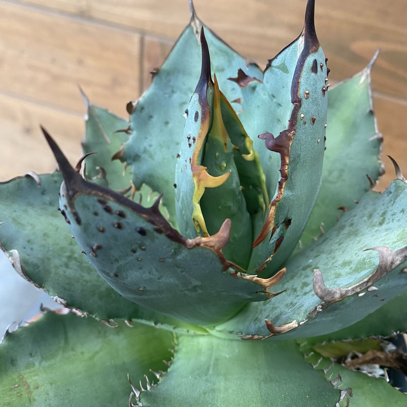 Agave FO-222 | 河野園芸