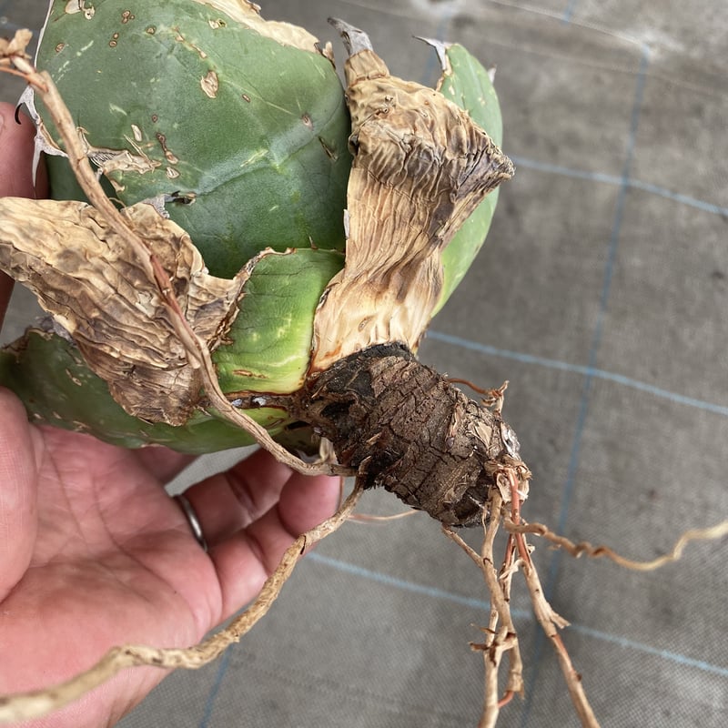 Agave oteroi Oaxaca | 河野園芸 Agave oteroi Oaxaca | 河野園芸