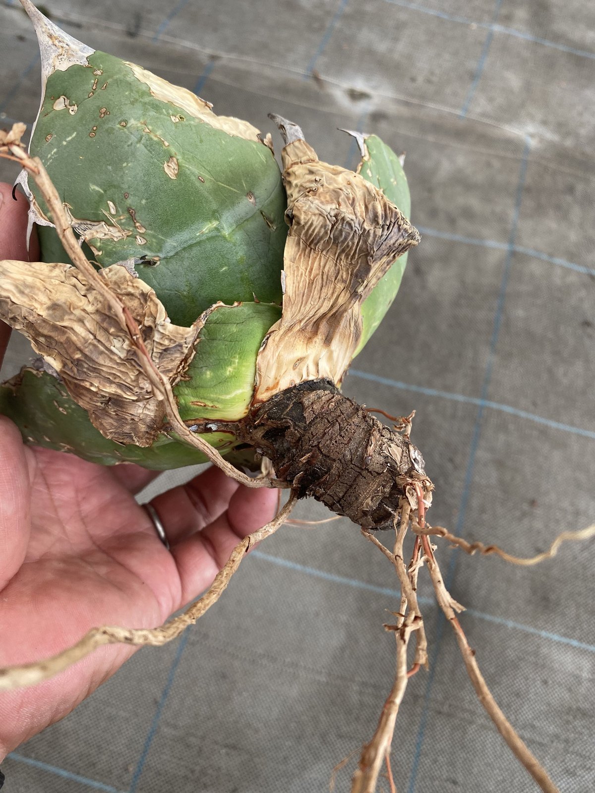 Agave oteroi Oaxaca | 河野園芸 Agave oteroi Oaxaca | 河野園芸