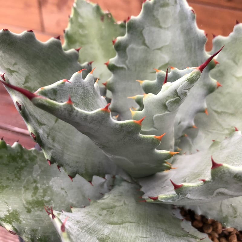 Agave KristPot (kristenii x potatorum) hybrid |