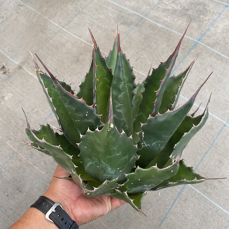Agave montana | 河野園芸