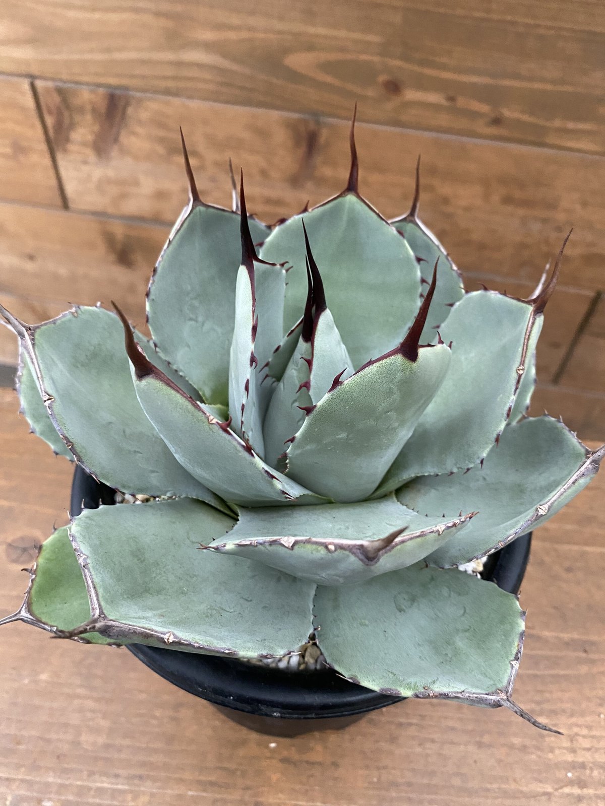 Agave parryi Truncata | 河野園芸