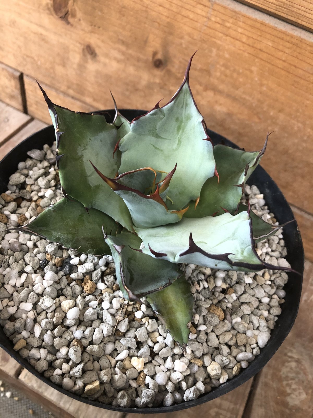 Hybrid Agave TBGハイブリッドアガベTBG(チタノタ×ブルーグロ)