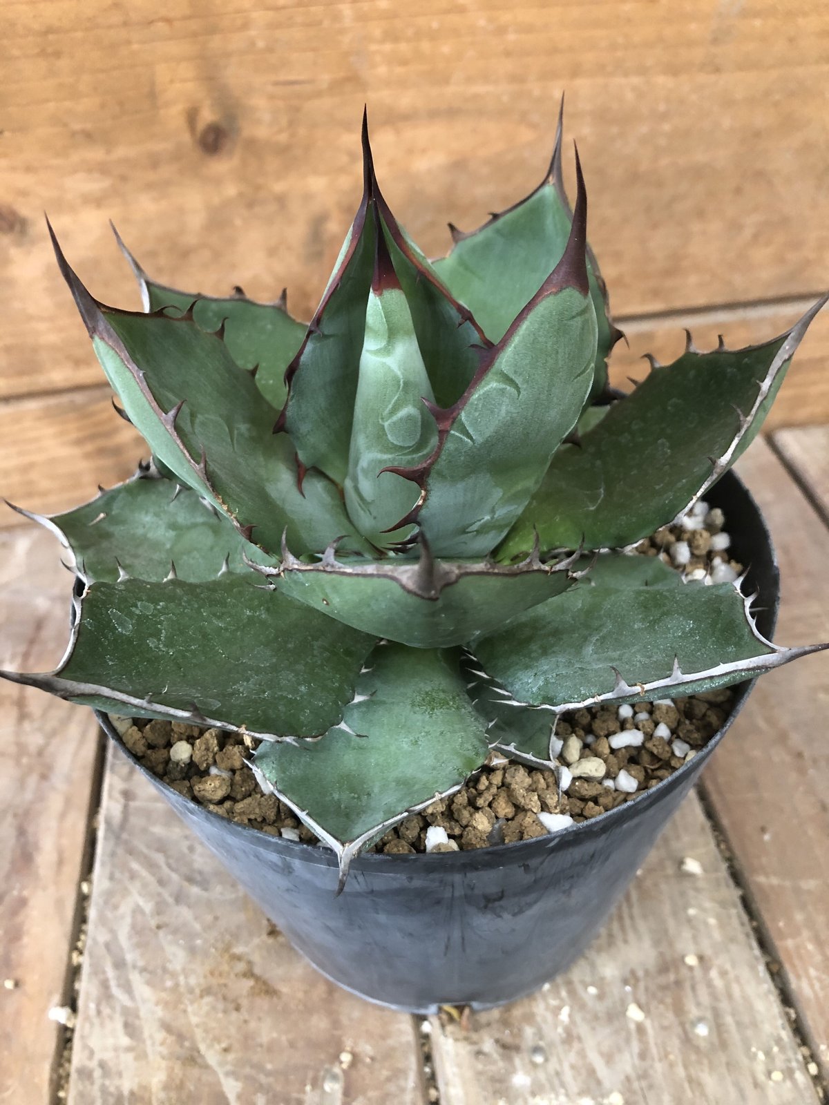 Agave hybrid blueglow × colorata ブルコロ
