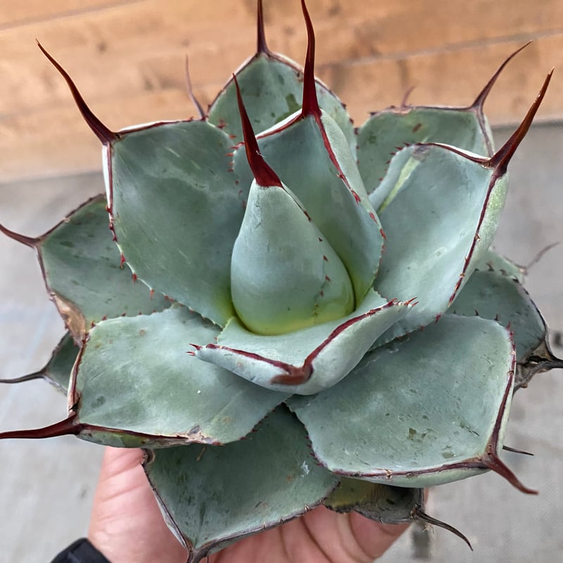 Agave parryi var. truncata （フレキシスピナ）213 Agave parryi var. truncata （フレキシスピナ）213 Agave parryi var