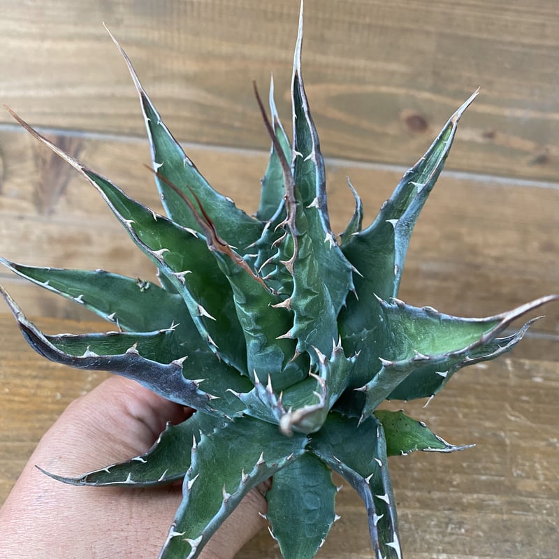 アガベ モンタナ　ライムフラッシュ 必見】AGAVE アガベ モンタナ ライムフラッシュ 斑入り Agave