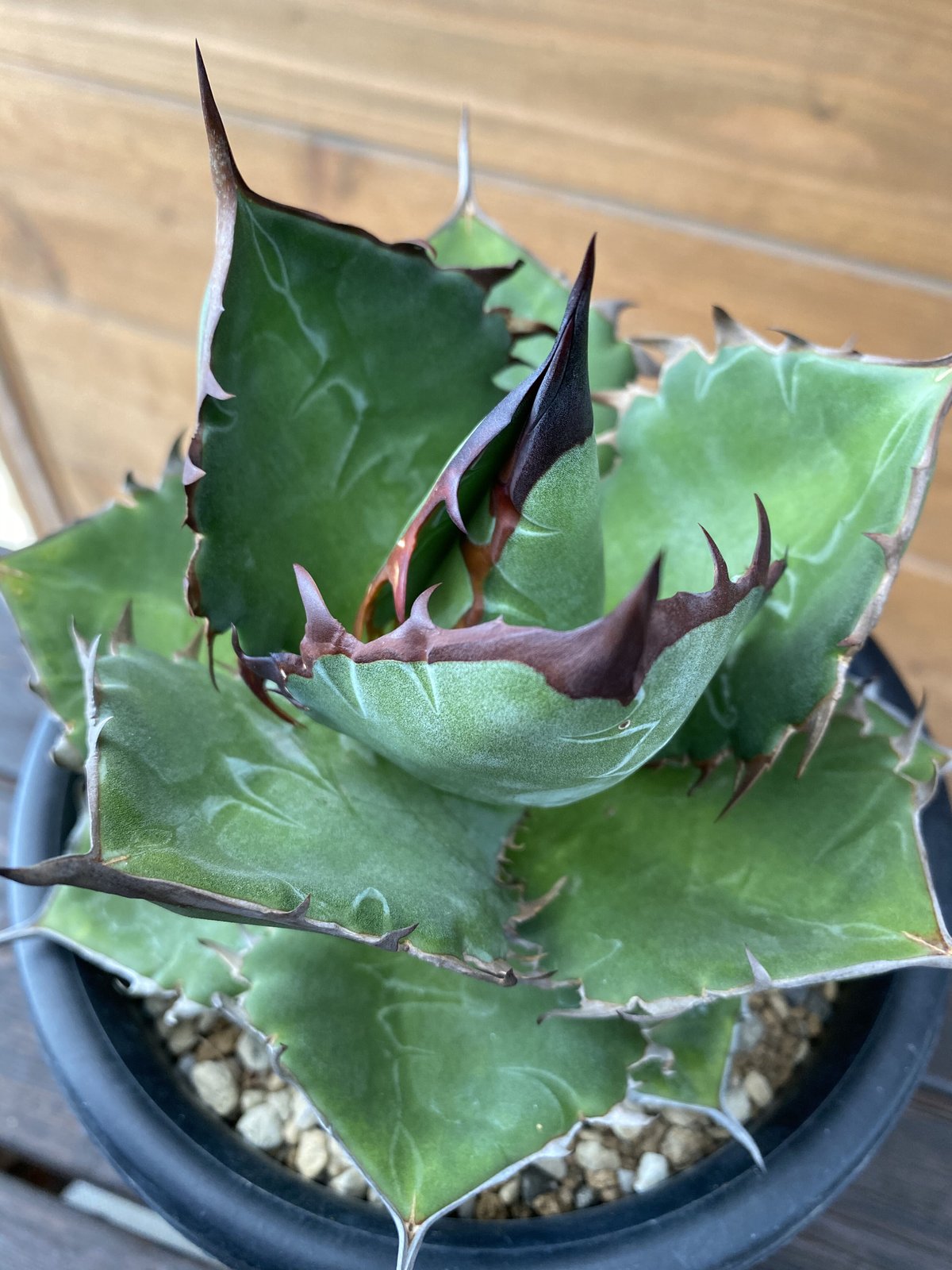 Agave “TiHo” (titanota x horrida) Ⅰ