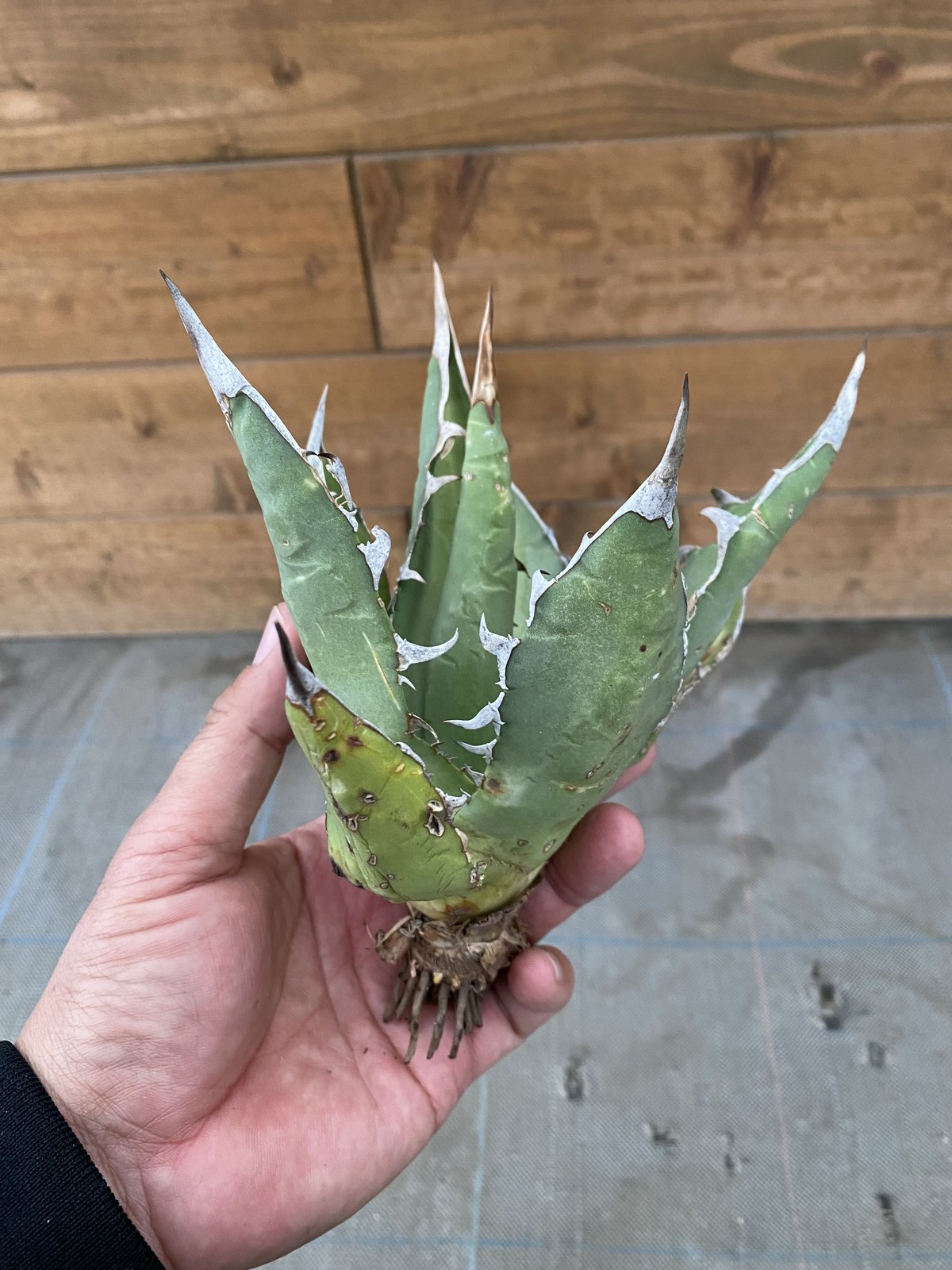 アガベ子株 Oteroi 現地産 【本物】バケモノ アガベ子株 Oteroi 現地産