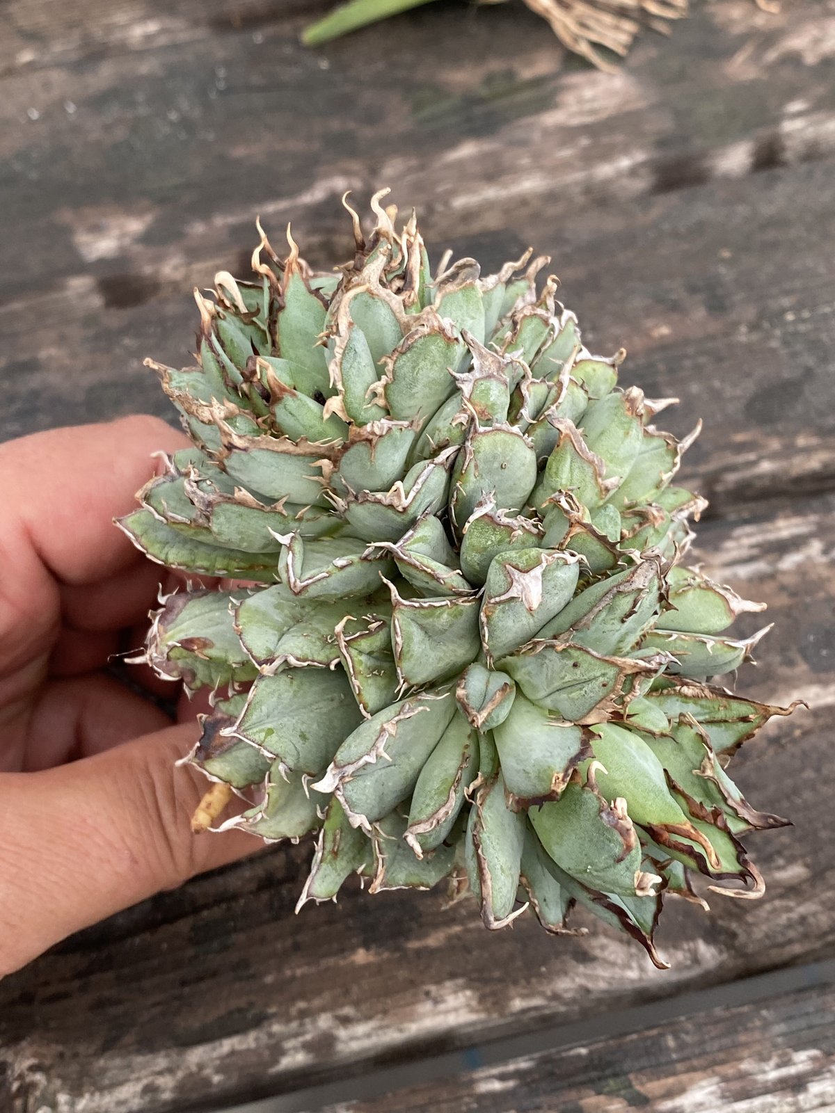 Agave titanota ”filigree“ | 河野園芸 Agave titanota ”filigree“ | 河野園芸