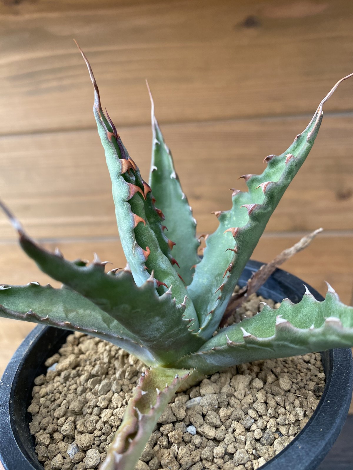 アガベ ジェントリー ジョーズ Agave gentryi 'Jaws'③-