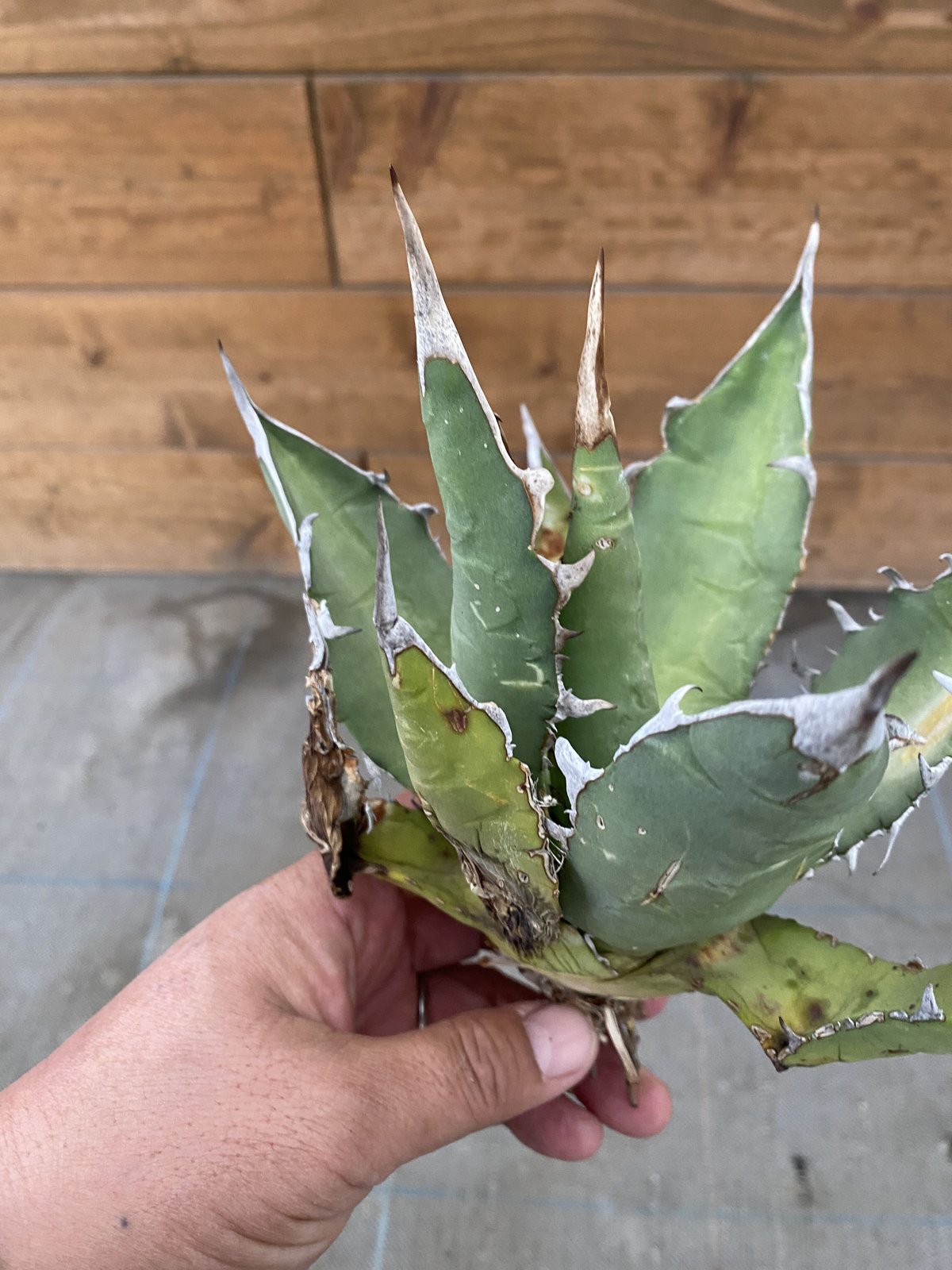 Agave oteroi Oaxaca | 河野園芸 Agave oteroi Oaxaca | 河野園芸