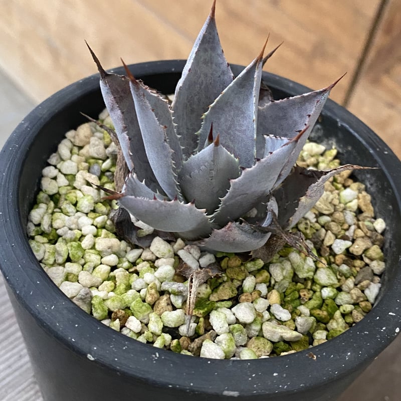 甲蟹×血雨 ハイブリッドアガベ イシスメンシス×マンガベブラッド