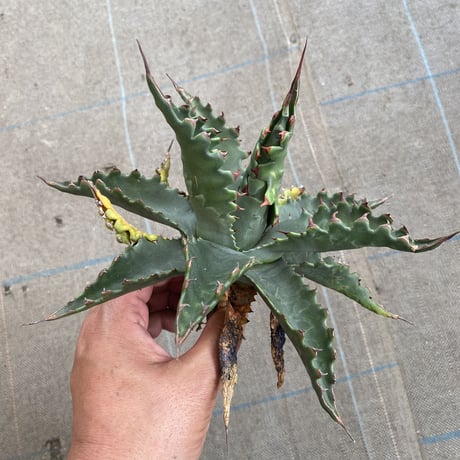 CATEGORY Agave | 河野園芸 CATEGORY Agave | 河野園芸