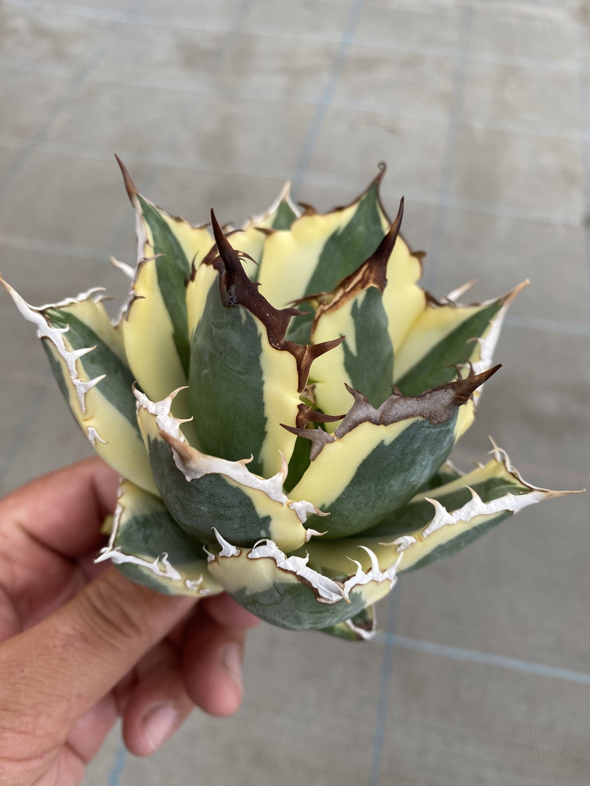 送料込み】アガベ チタノタ スナグルトゥース 斑入り / Agave titanota