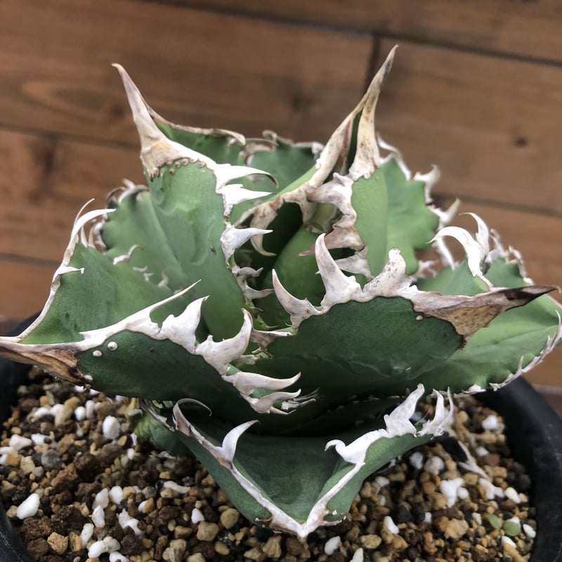 Agave titanota CG-01 a.k.a. COK | 河野園芸