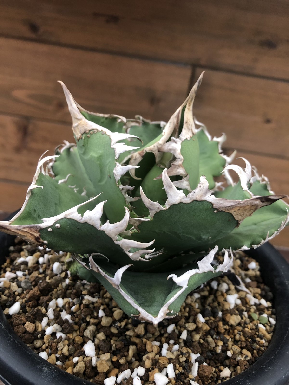 Agave titanota CG-01 a.k.a. COK | 河野園芸