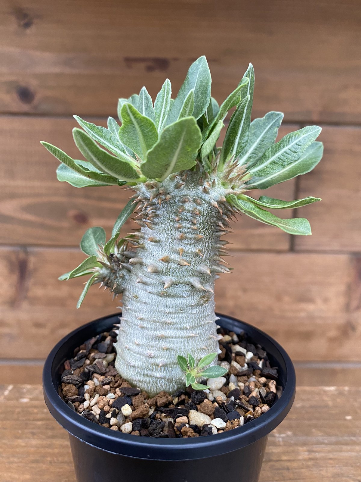 パキポディウム・グラキリス[塊根植物 白肌，美株 【公式通販】