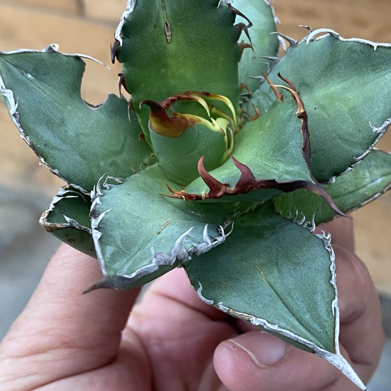 agave titanota oteroi アガベ チタノタ オテロイ 強棘 ③ agave titanota oteroi アガベ チタノタ オテロイ 強棘 ③