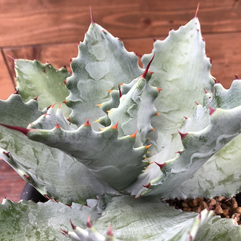 Agave KristPot (kristenii x potatorum) hybrid | Agave KristPot (kristenii x potatorum) hybrid |