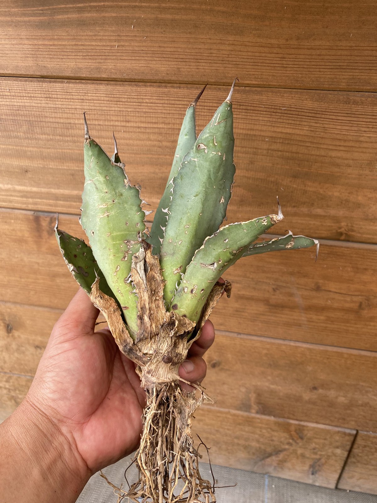 Agave oteroi from Oaxaca | 河野園芸 Agave oteroi from Oaxaca | 河野園芸