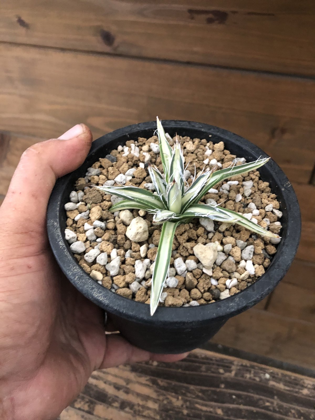 Agave parviflora 姫乱雪白中斑 | 河野園芸 Agave parviflora 姫乱雪白中斑 | 河野園芸