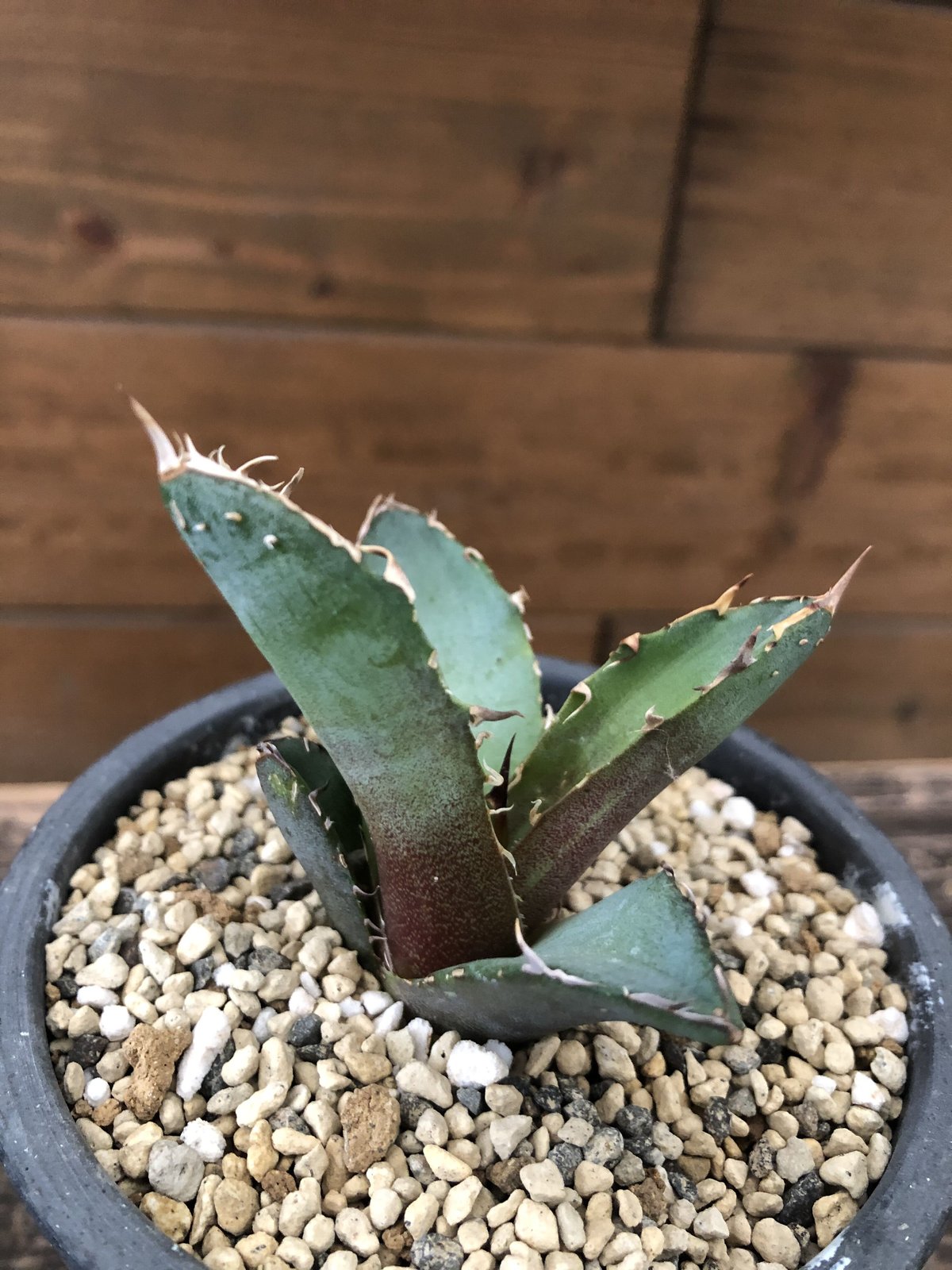 Agave titanota FO-222 | 河野園芸