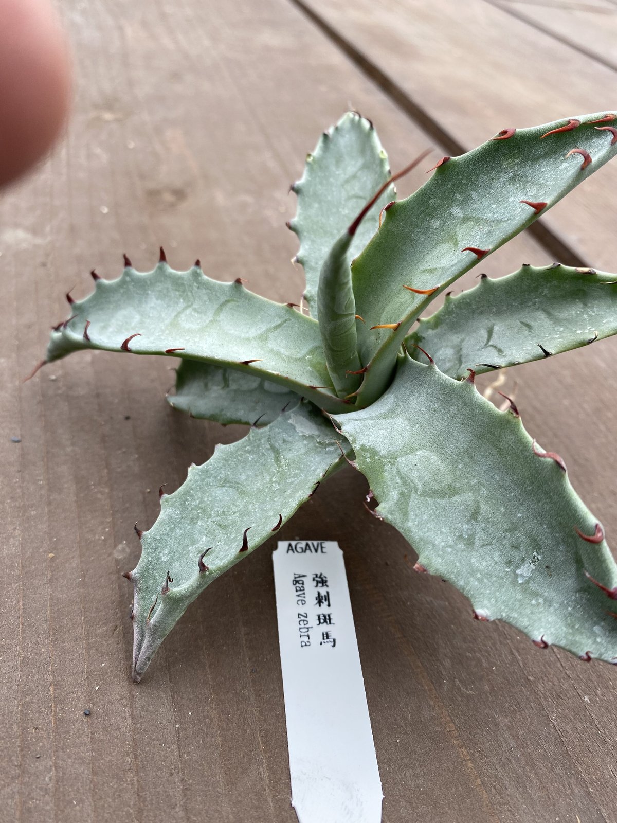 アガベ ゼブラスクエアトゥース