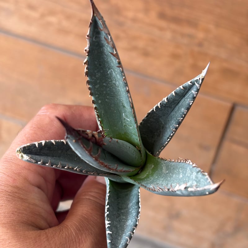 ホワイトファング Whitefang アガベX カクタスグリーン Agave X 