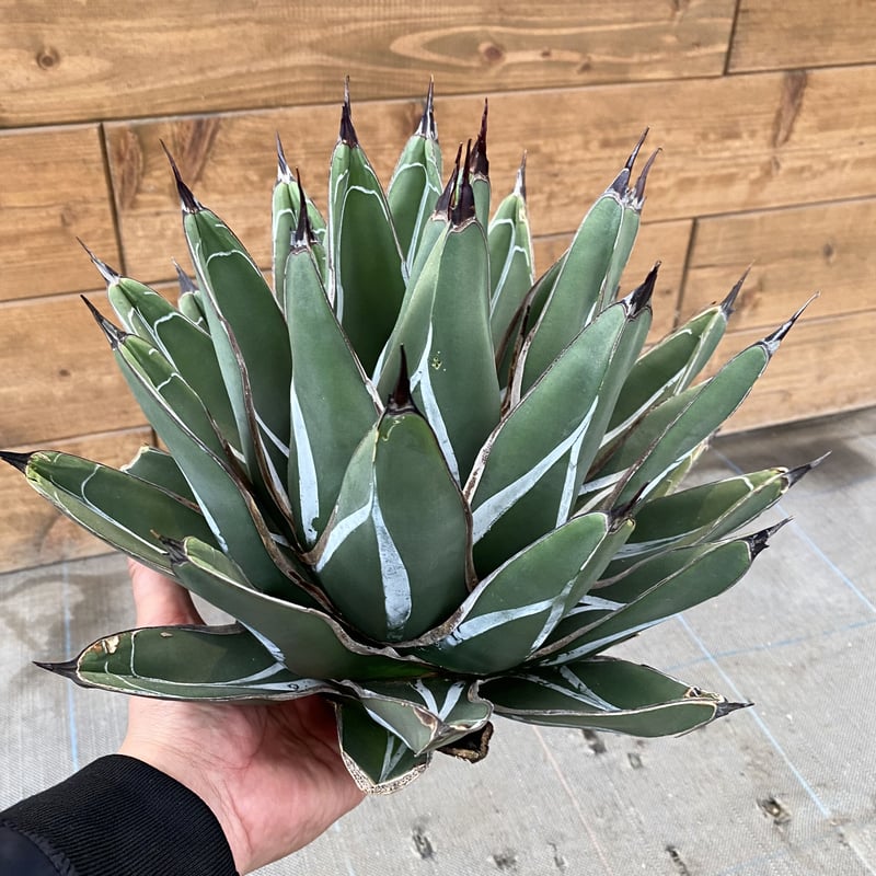 アガベニッケルシー