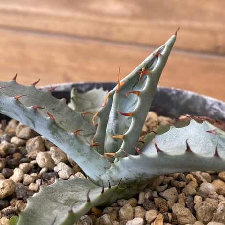 CATEGORY Agave | 河野園芸 CATEGORY Agave | 河野園芸