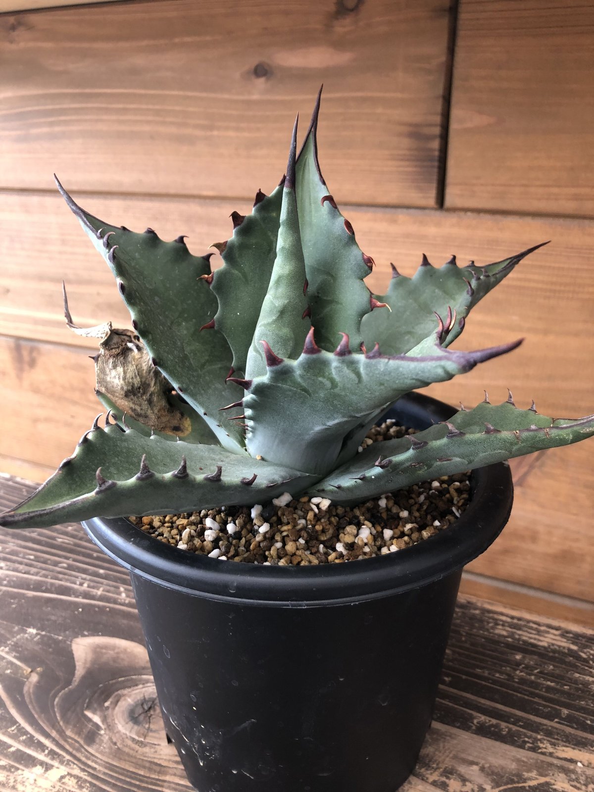 アガベサルミアナ グリーンジャイアント 【公式通販】