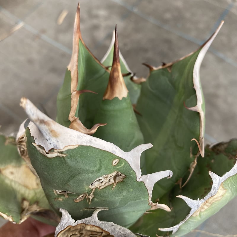 Agave oteroi Oaxaca | 河野園芸 Agave oteroi Oaxaca | 河野園芸