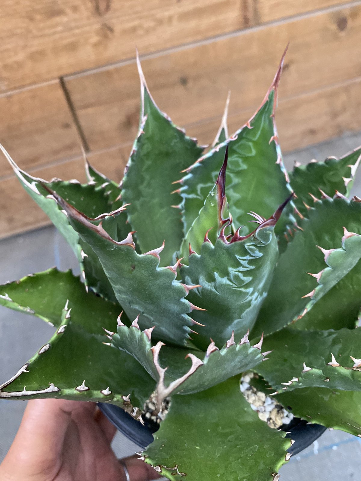 Agave montana 'Lime Flash' 165 CATEGORY AGAVE | Plants Holic