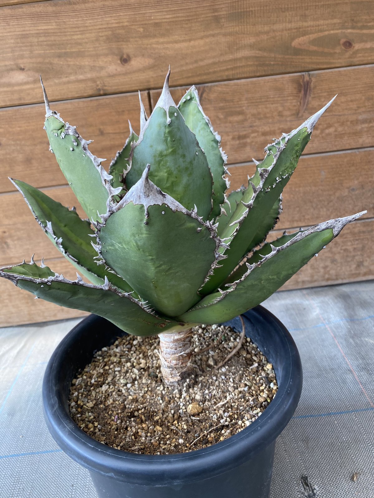 Agave titanota tiger shark | 河野園芸 Agave titanota tiger shark | 河野園芸