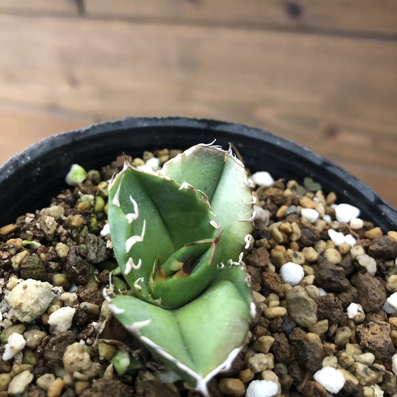 アガベ チタノタ CG-02 aka.COK 【公式通販】