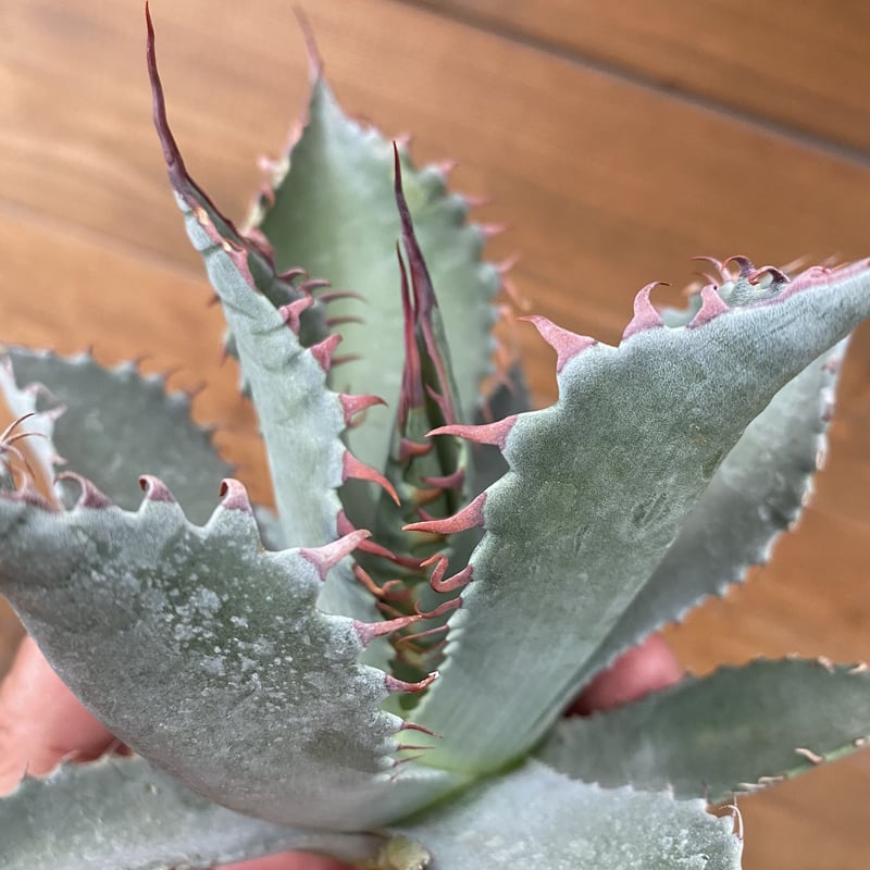 Agave hybrid (shawii x parrasana) | 河野園芸