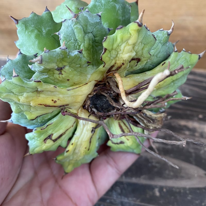 ベアルート Agave 姫蠍蟹Ⅰ | 河野園芸 ベアルート Agave 姫蠍蟹Ⅰ | 河野園芸