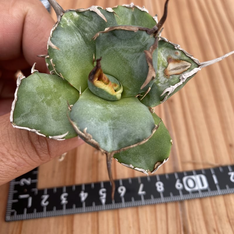 Agave titanota “owl”Ⅰ | 河野園芸 Agave titanota “owl”Ⅰ | 河野園芸