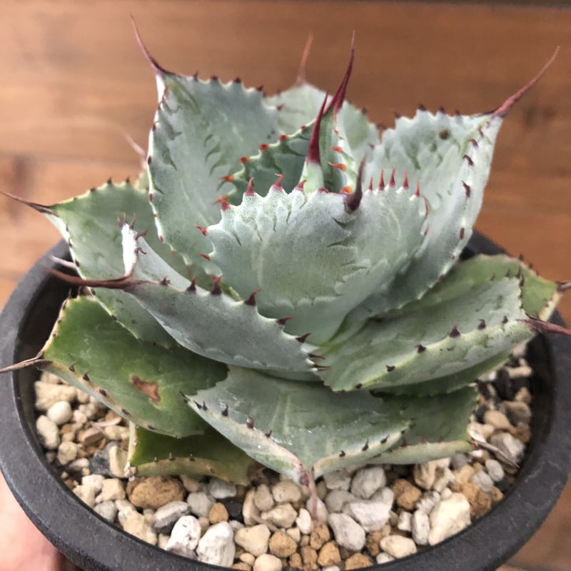 アガベ　ポタトルム　縞斑　子株 アガベ ポタトルム 縞斑 子株 アガベポタトルム縞斑特選希少子株